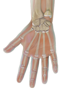 Hand and Wrist Anatomy