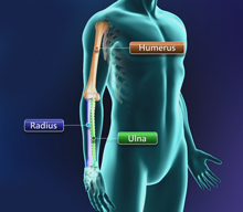 Elbow  Anatomy