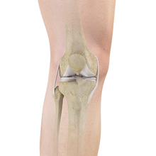 Normal Anatomy of the Knee joint