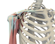 Shoulder Anatomy